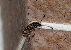 Eucorynus crassicornis