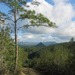 Pinus cubensis - Photo (c) anonymous, alguns direitos reservados (CC BY-SA)