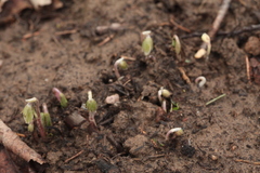 Oxalis obtriangulata