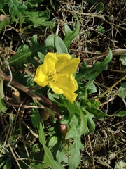Oenothera laciniata