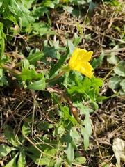 Oenothera laciniata