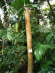 Livistona chinensis