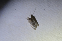 Prothelymna niphostrota