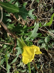 Oenothera laciniata