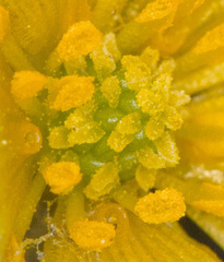 Ranunculus trichophyllus trichophyllus