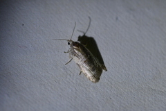 Prothelymna niphostrota