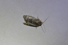 Prothelymna niphostrota