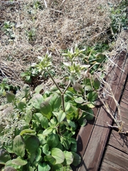 Cerastium glomeratum