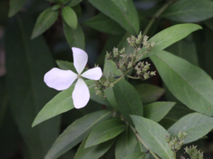 Hydrangea chinensis