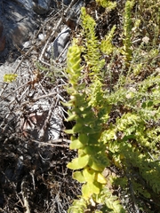 Pseudoselago serrata