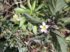 Solanum nigrum