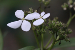 Hydrangea chinensis