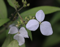Hydrangea chinensis