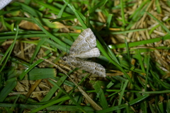 Microdes quadristrigata