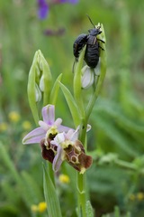 Arima marginata