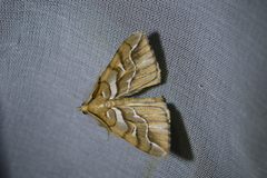 Chalastra aristarcha