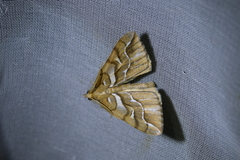 Chalastra aristarcha