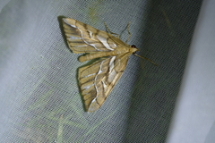 Chalastra aristarcha