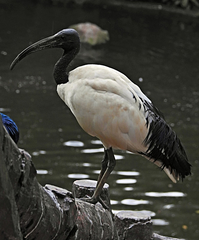 Threskiornis