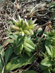 Cerastium glomeratum