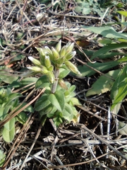 Cerastium glomeratum