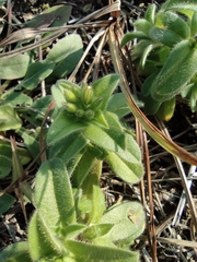 Cerastium glomeratum