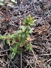 Cerastium glomeratum