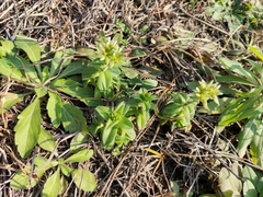 Cerastium glomeratum