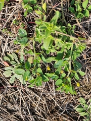 Cerastium glomeratum