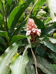 Alpinia sessiliflora