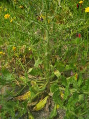 Echium creticum creticum