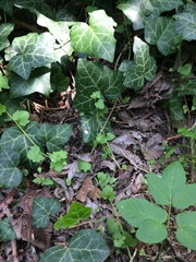 Hedera helix