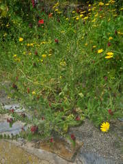 Echium creticum creticum