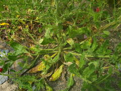 Echium creticum creticum