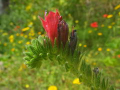 Echium creticum creticum