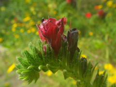 Echium creticum creticum