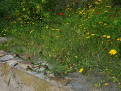 Echium creticum creticum