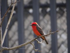 Pyrocephalus rubinus