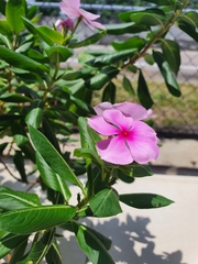 Catharanthus roseus