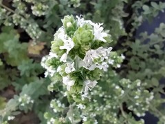 Origanum majorana