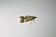 Eudonia characta