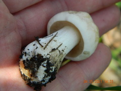 Calocybe