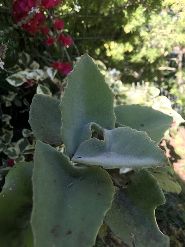 Kalanchoe beharensis