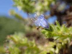 Echium pininana