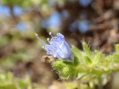Echium pininana