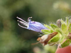 Echium pininana