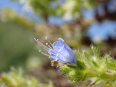 Echium pininana