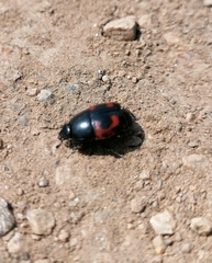 Hister quadrimaculatus