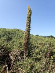 Echium pininana