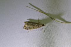 Eudonia minualis